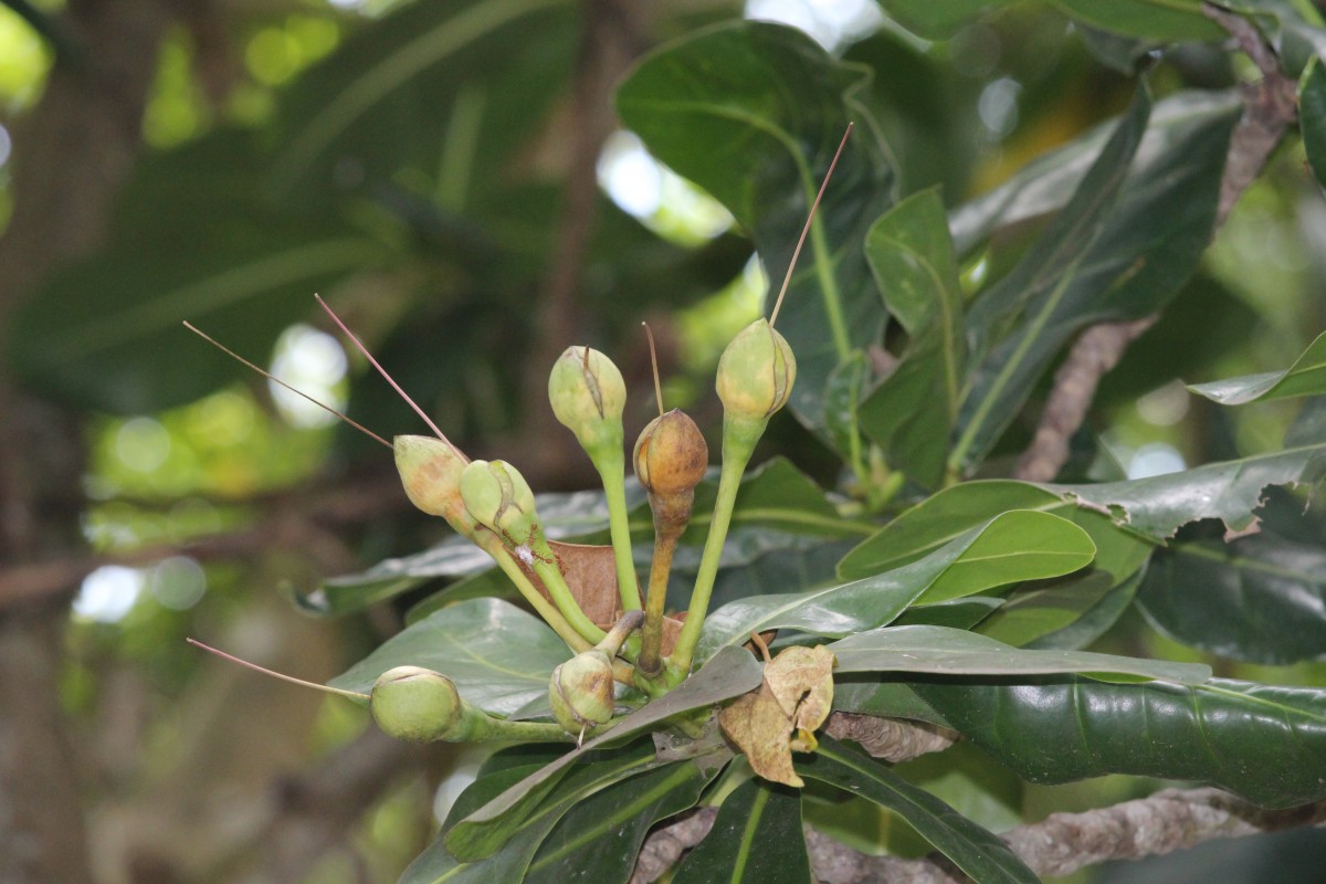 Barringtonia asiatica (L.) Kurz